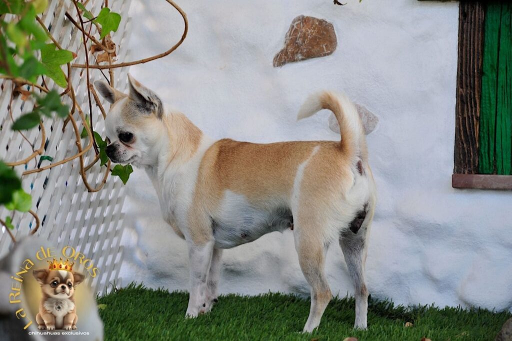 hembra-chihuahua-adulta-holly-samedino-perros-chihuahua