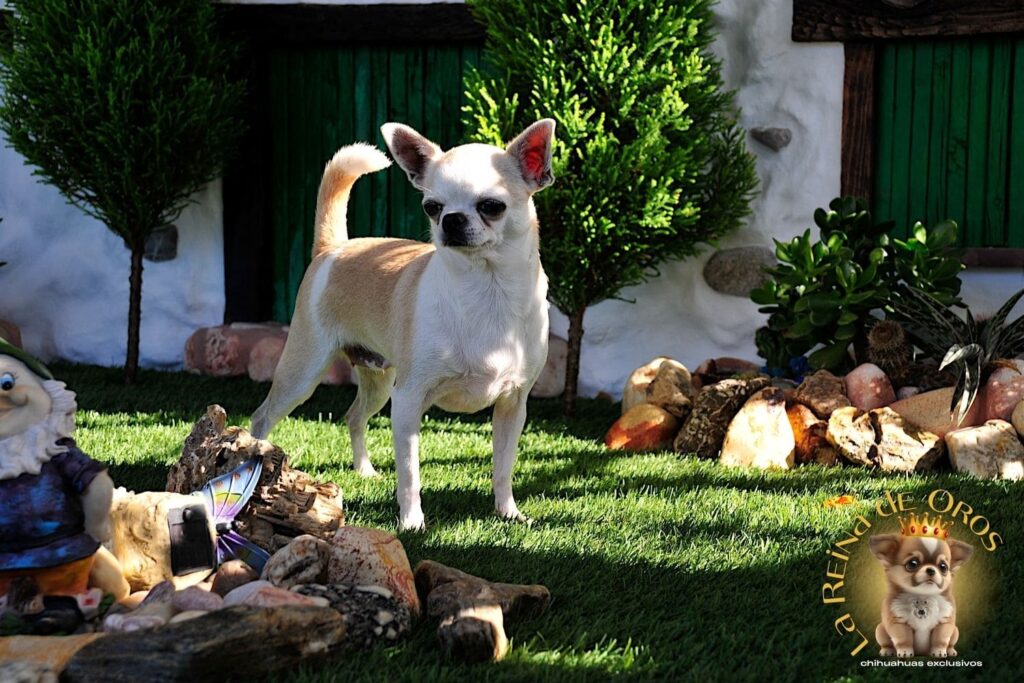 hembra-chihuahua-adulta-holly-samedino-socializada
