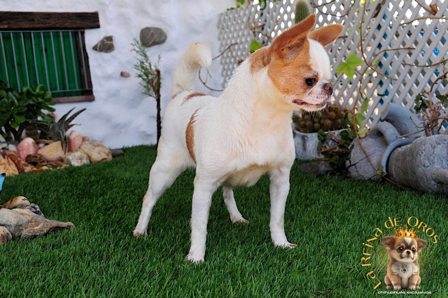 Hembras Chihuahua 33 Perky