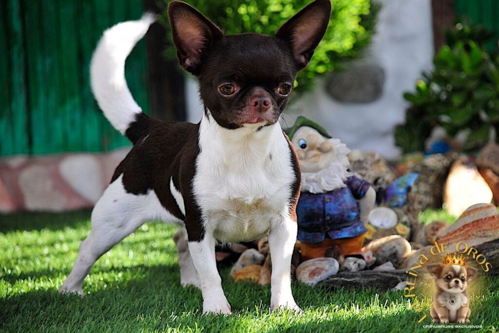 hembra-chihuahua-adulta-shah-Litte-puppy-infiniti