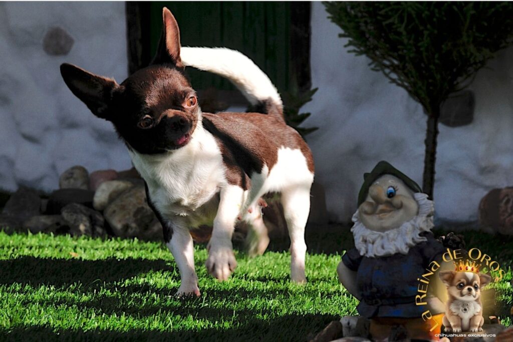 hembra-chihuahua-adulta-shah-Litte-puppy-infiniti-comprar-chihuahua