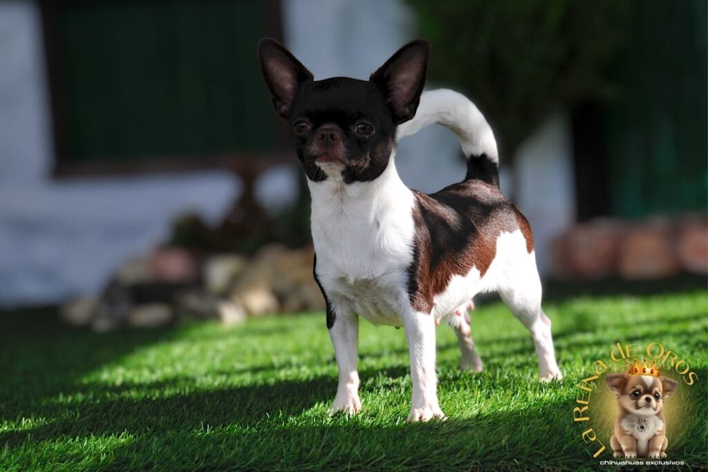 hembra-chihuahua-adulta-shah-Litte-puppy-infiniti-criadero-chihuahua