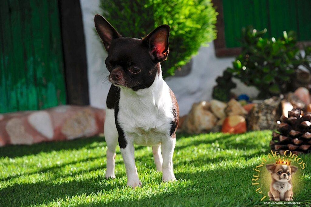 hembra-chihuahua-adulta-shah-Litte-puppy-infiniti-criadores