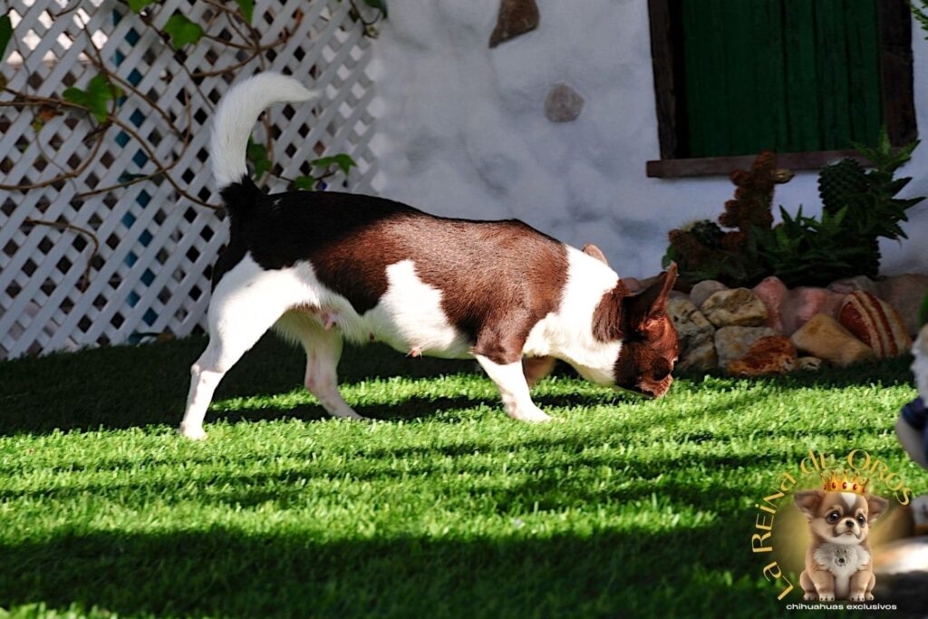 hembra-chihuahua-adulta-shah-Litte-puppy-infiniti-cuerpo-compacto