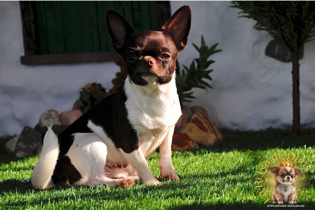 hembra-chihuahua-adulta-shah-Litte-puppy-infiniti-linea-rusa