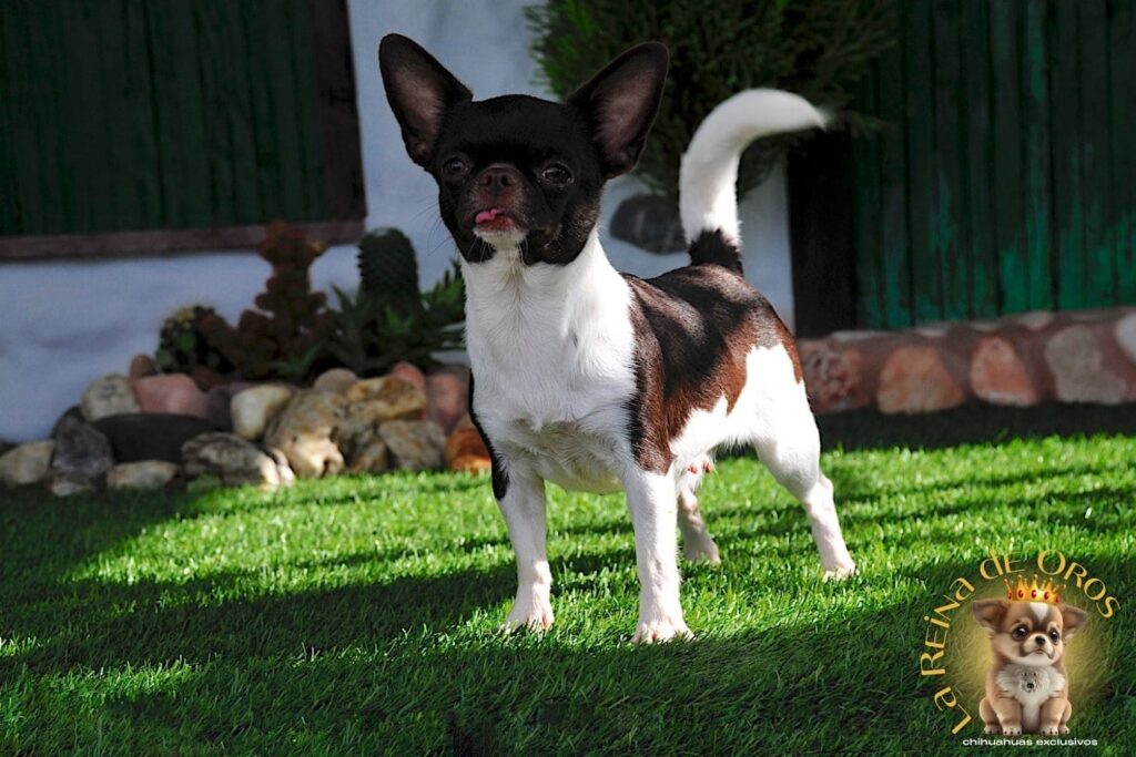 hembra-chihuahua-adulta-shah-Litte-puppy-infiniti-morrito-corto