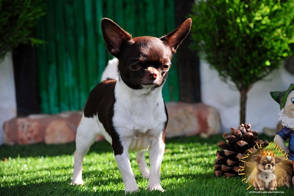 hembra-chihuahua-adulta-shah-Litte-puppy-infiniti-pedigree-internacional