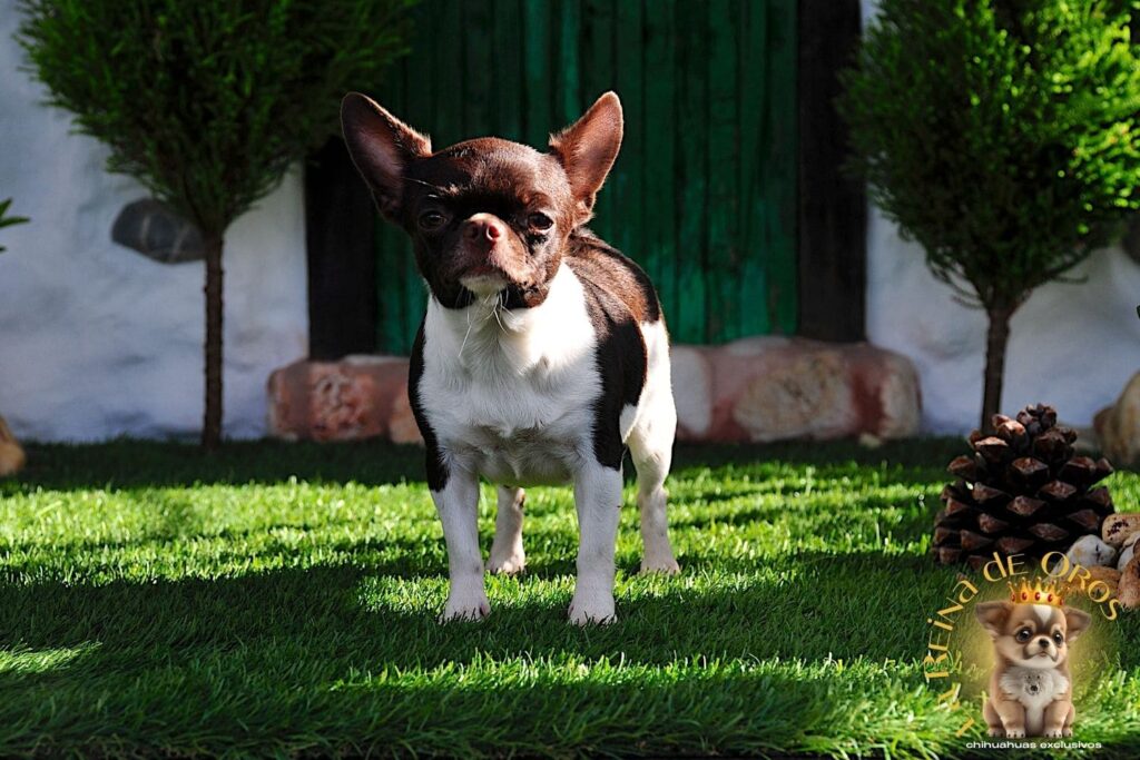 hembra-chihuahua-adulta-shah-Litte-puppy-infiniti-perros-chihuahua