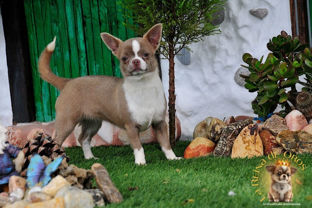 hembra-chihuahua-color-lila-blanco-pedigree