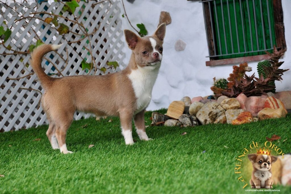 hembra-chihuahua-color-lila-blanco-perros-chihuahua