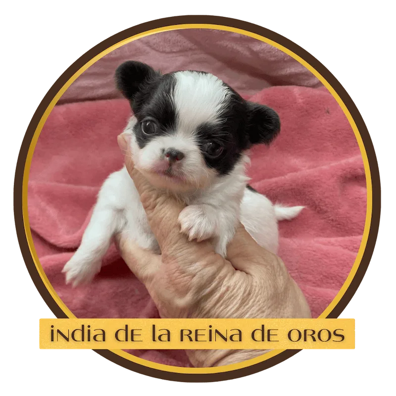 india-cachorro-chihuahua