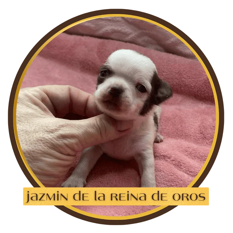 Cachorro Chihuahua Jazmin de La Reina de Oros 13 jazmin-hembra-chihuahua