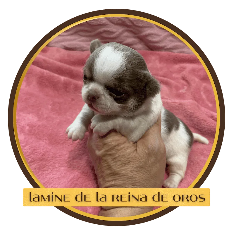 Cachorro Chihuahua Lamine de La Reina de Oros 14 lamine-cachorro-chihuahua