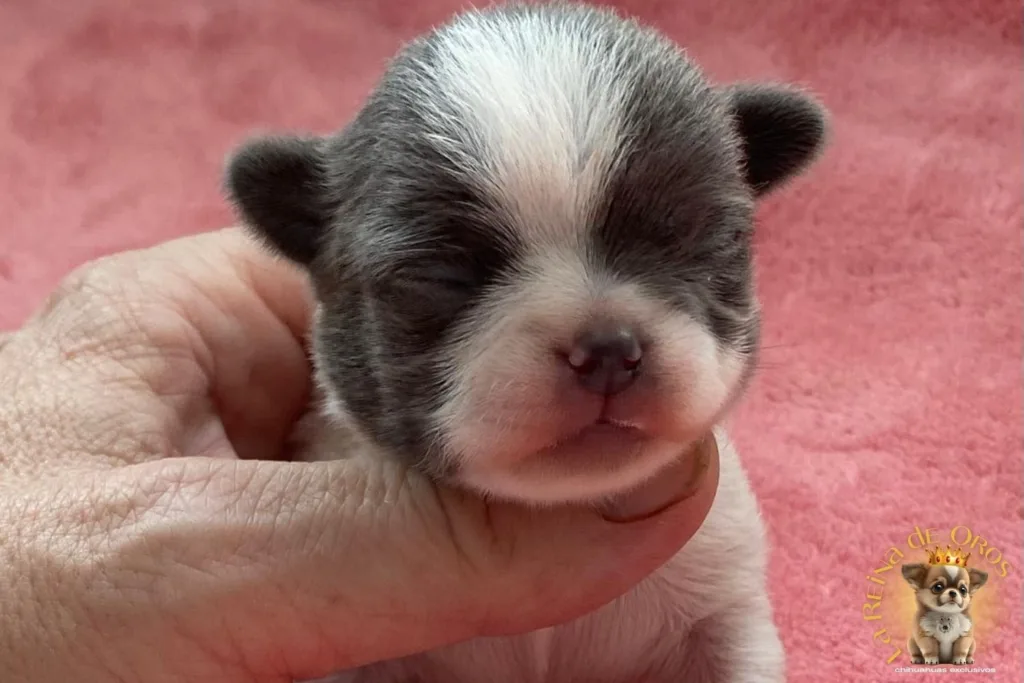 lexter chihuahua reservado