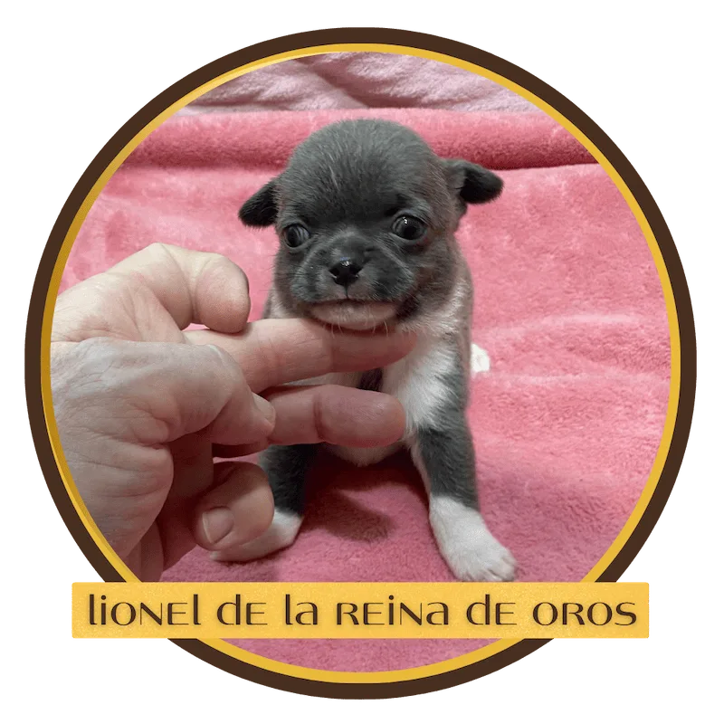 lionel-cachorro-chihuahua