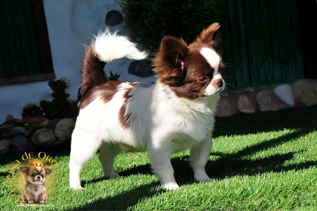 macho-chihuahua-adulto-astra-vitus-chumachechi-la-reina-de-oros