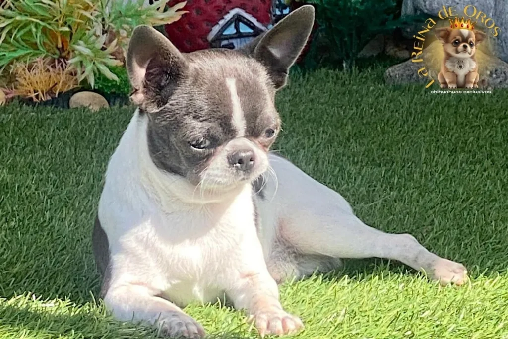 macho-chihuahua-adulto-dandy