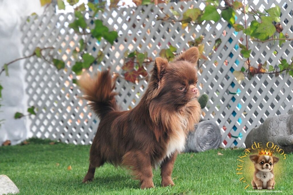 macho-chihuahua-adulto-elin-land-zhermes-chocolate-pelo-largo