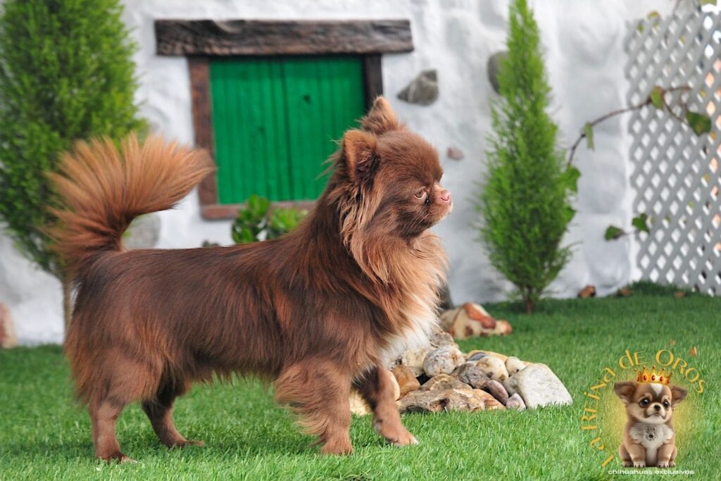 macho-chihuahua-adulto-elin-land-zhermes-exclusivo