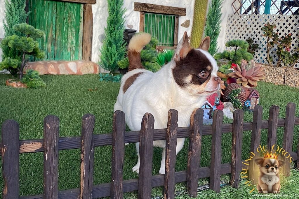 macho-chihuahua-adulto-pelo-corto-blanco-chocolate-LOE