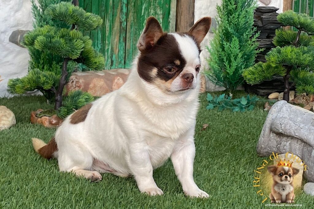 macho-chihuahua-adulto-pelo-corto-blanco-chocolate-morro-corto