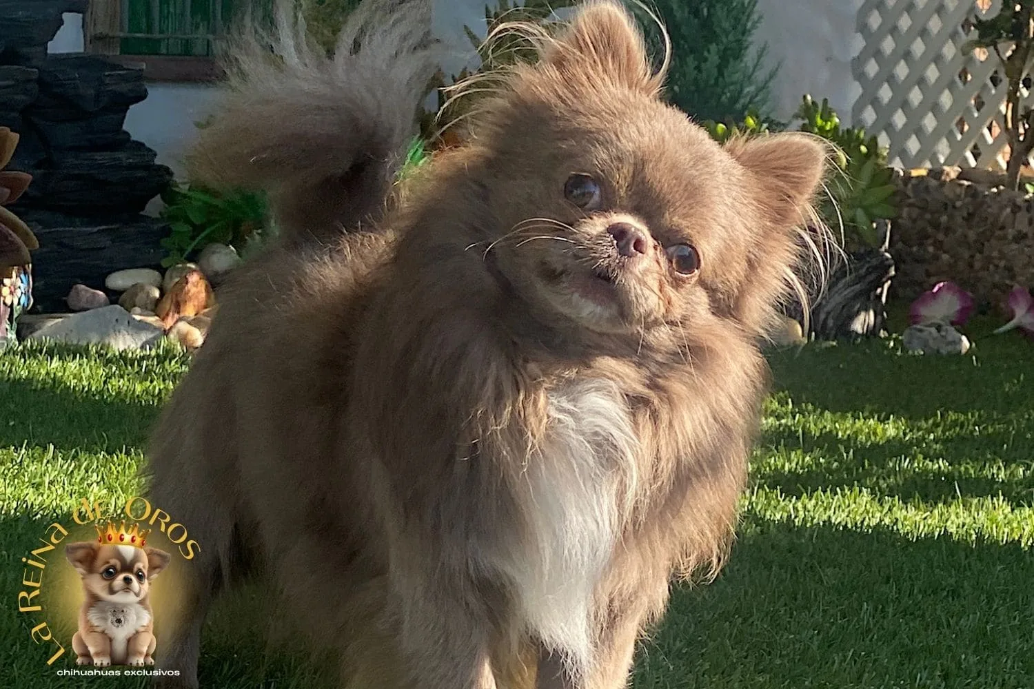 Machos Chihuahua 19 Queen