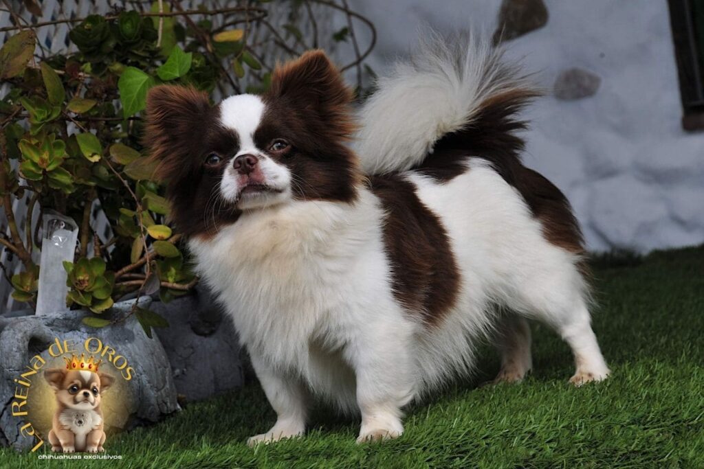 macho-chihuahua-astra-vitus-chumachechi-multi-chih