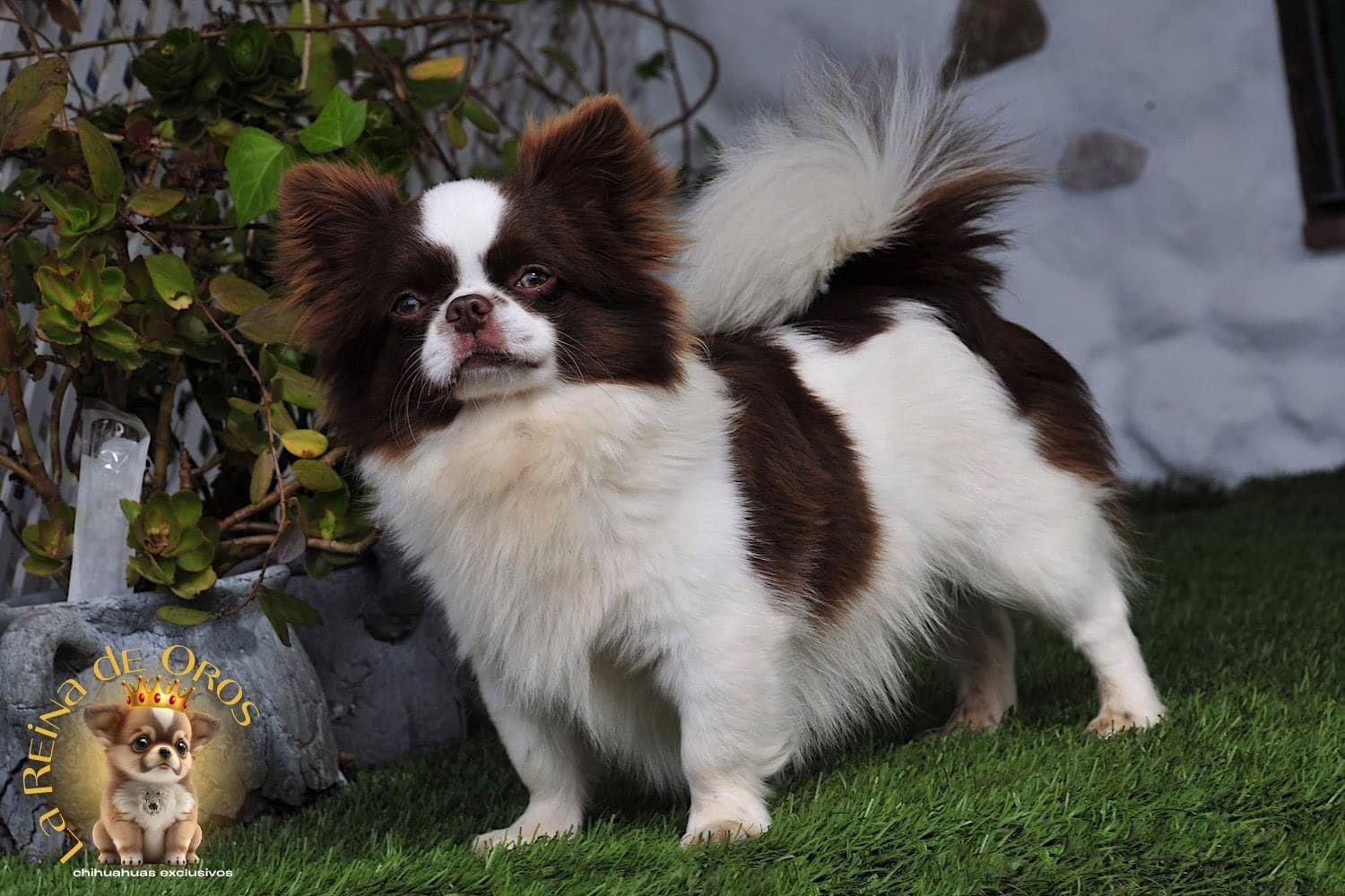 macho-chihuahua-de-pelo-largo-astra-vitus-chumachechi-multi-chih