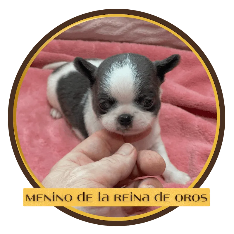 menino-cachorro-chihuahua
