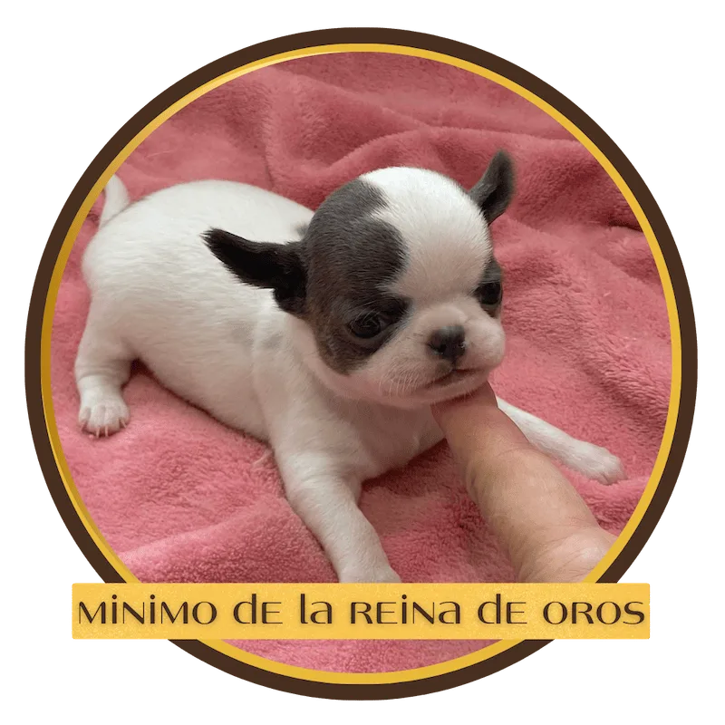 minimo-cachorro-chihuahua
