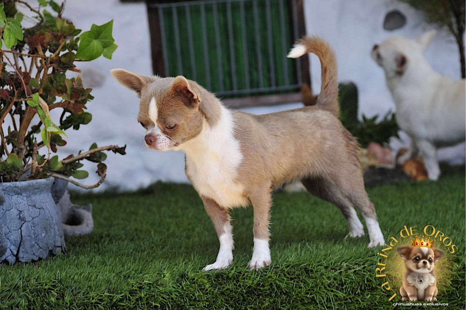 Núcleo Zoológico Chihuahua Exclusivos