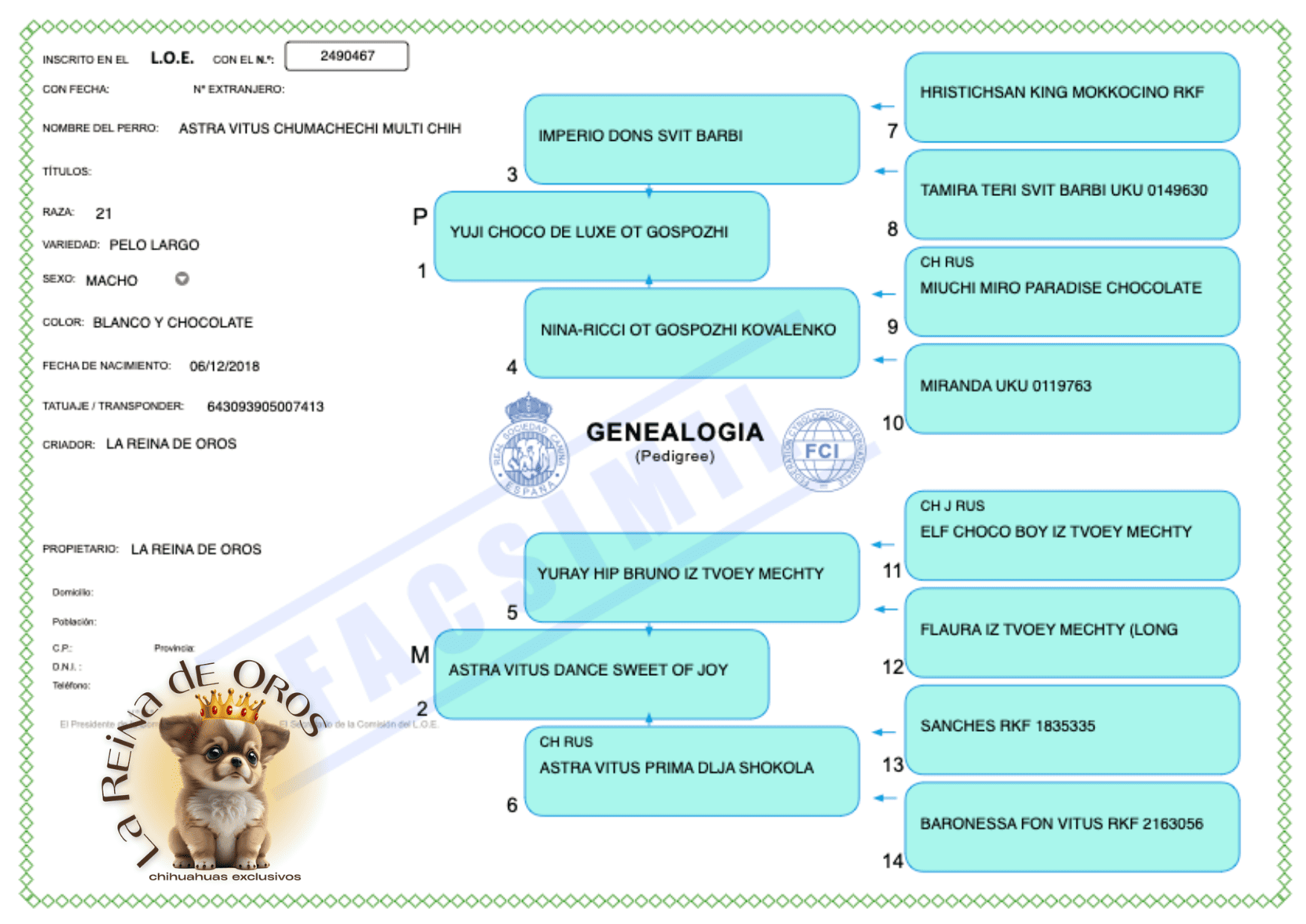 pedigree-macho-chihuahua-astra-vitus-chumachechi-multi-chih
