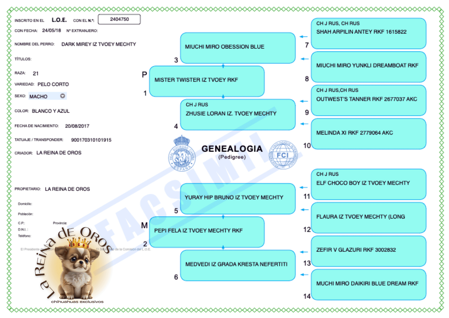 pedigree-macho-chihuahua-dark-mirey-iz-tvoey-mechty