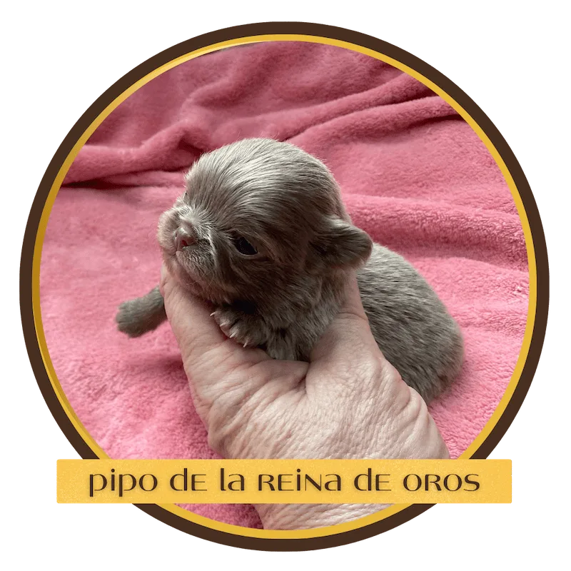 pipo-cachorro-chihuahua-