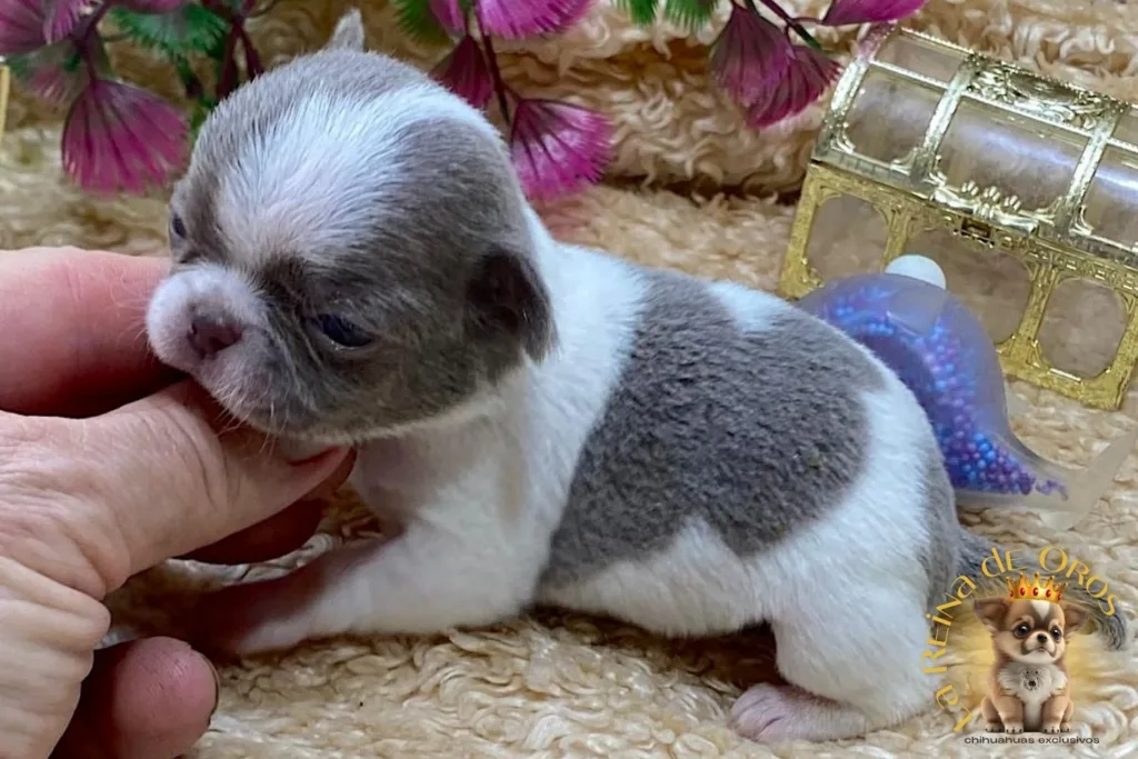 tabla-de-peso-del-chihuahua-cachorros