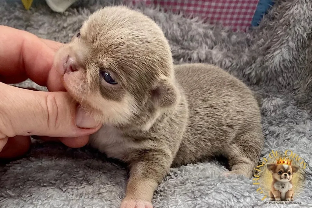 tabla-de-peso-del-chihuahua-criadero