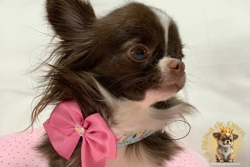 7-errores-mas-comunes-al-comprar-chihuahua