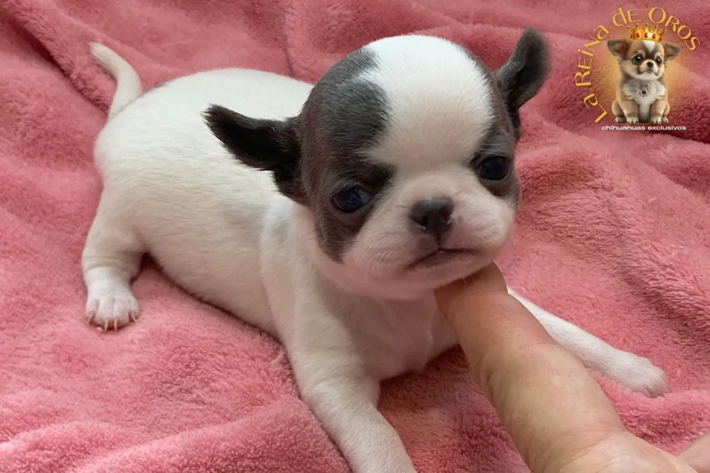 adoptar-un-chihuahua-o-comprarlo