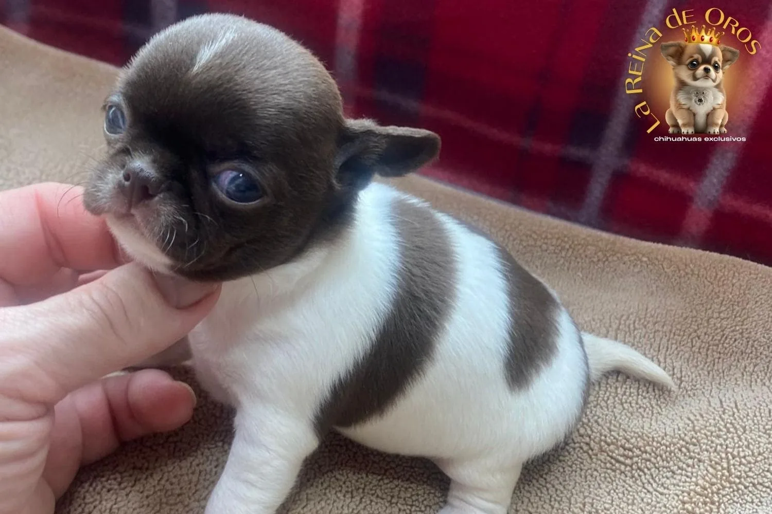¿Buscas adoptar un Chihuahua?