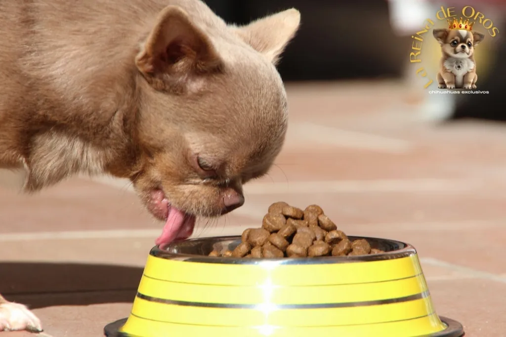 alimentacion-cachorro-chihuahua