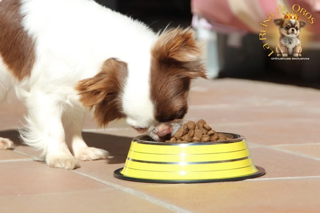 alimentacion-del-cachorro-chihuahua-guia
