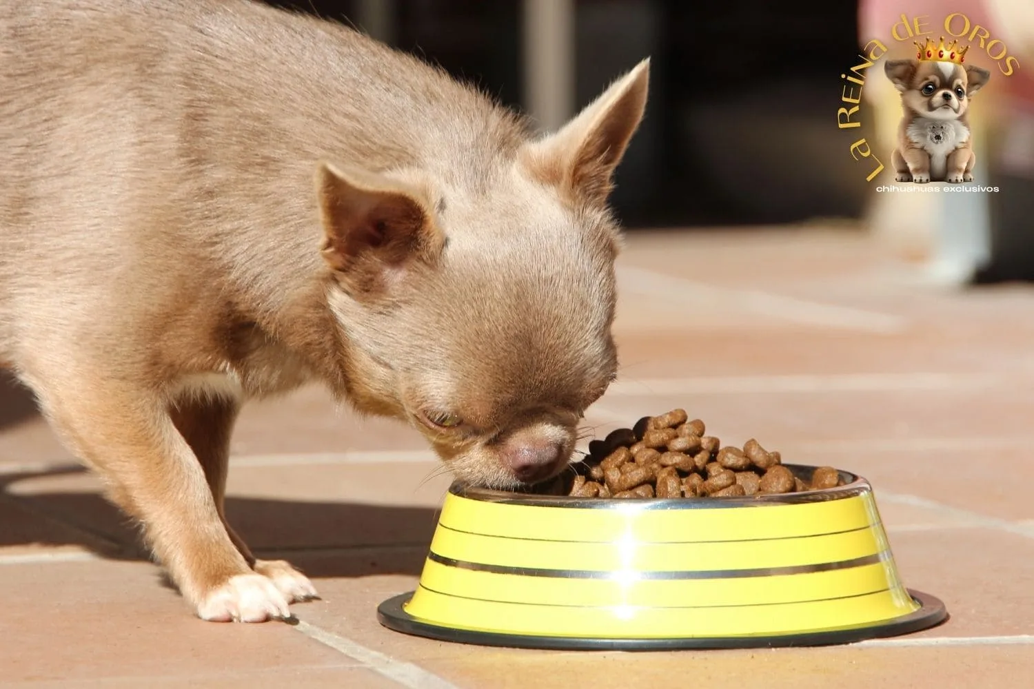 cachorro chihuahua comiendo