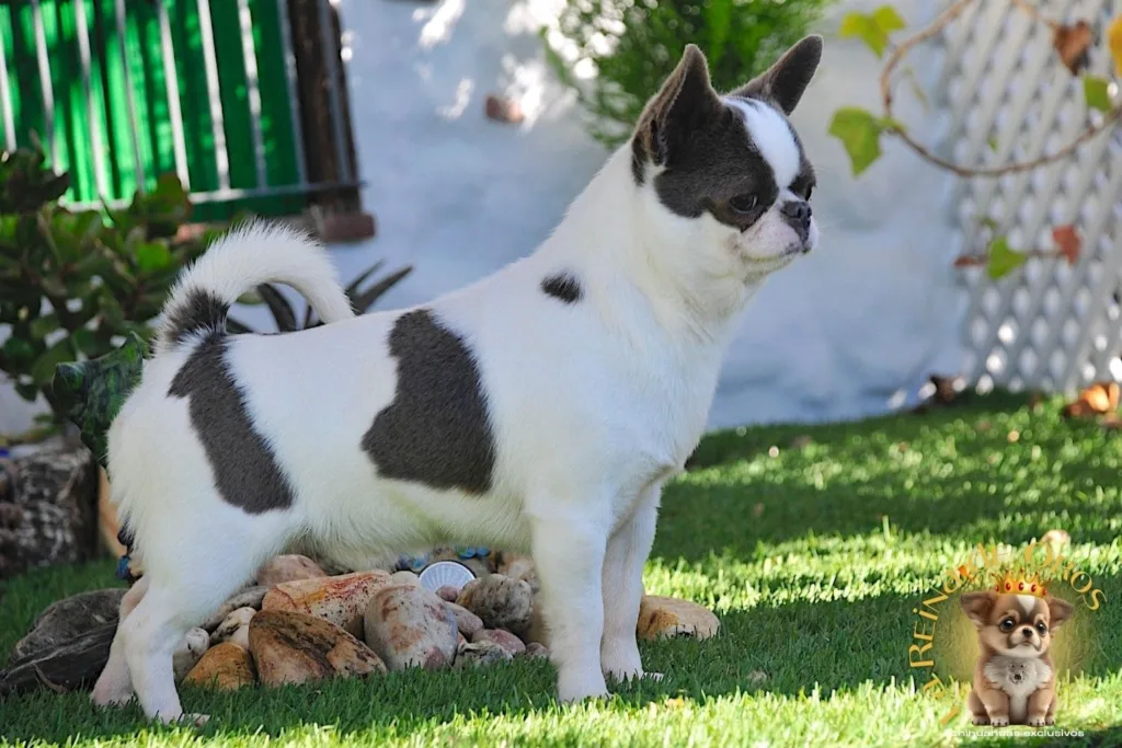 ¿Un Chihuahua como Animal de Compañía? 8 beneficios-del-perro-chihuahua