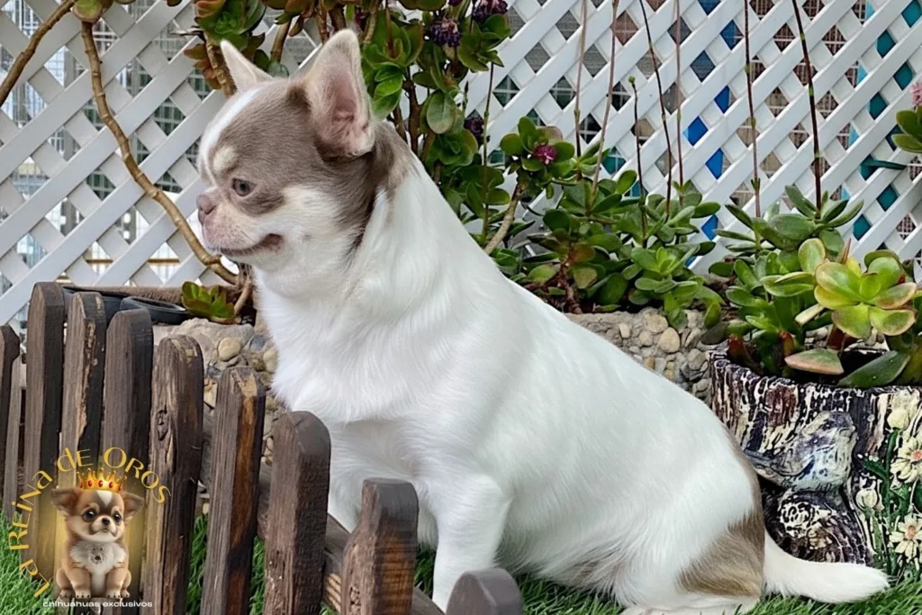 ¿Un Chihuahua como Animal de Compañía? 9 beneficios-emocionales-del-chihuahua