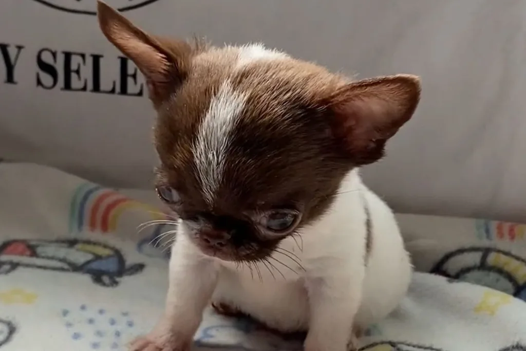 ¿Qué es un Chihuahua Cabeza de Manzana? 7 cachorro chihuahua con cabeza amanzanada