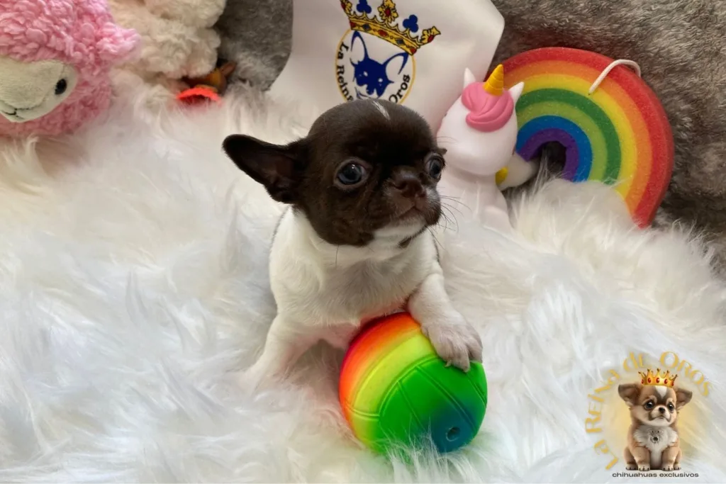 cachorro chihuahua de criadero certificado