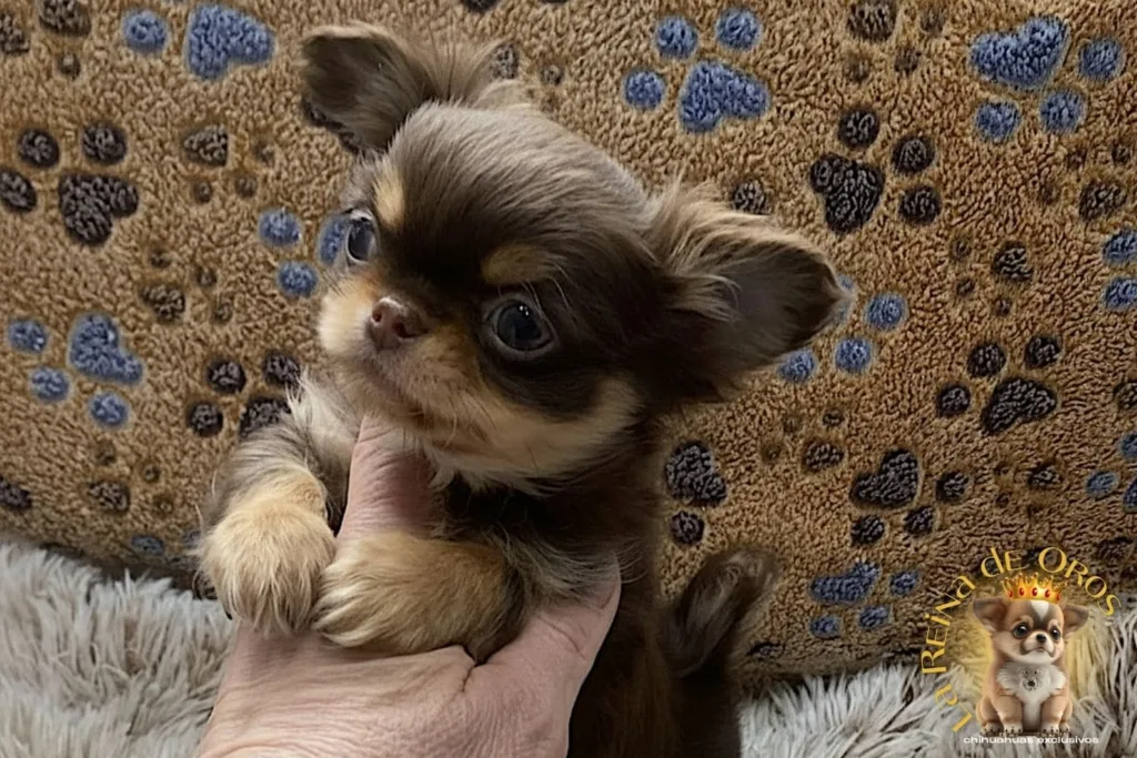 cachorro-chihuahua-hembra-pelo-largo-chocolate-fuego