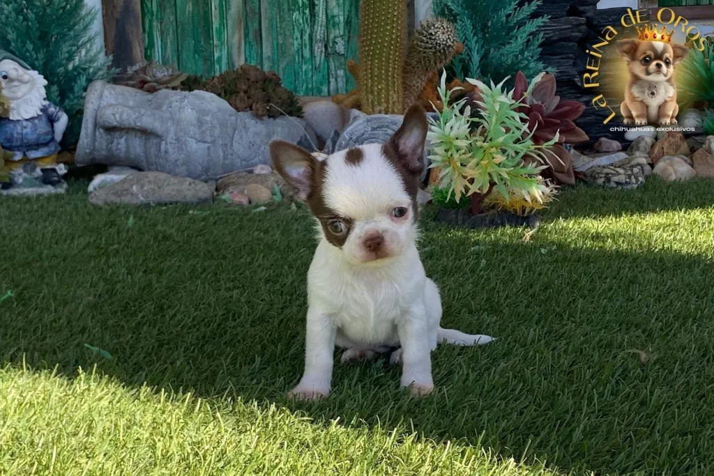 cachorro chihuahua reservado