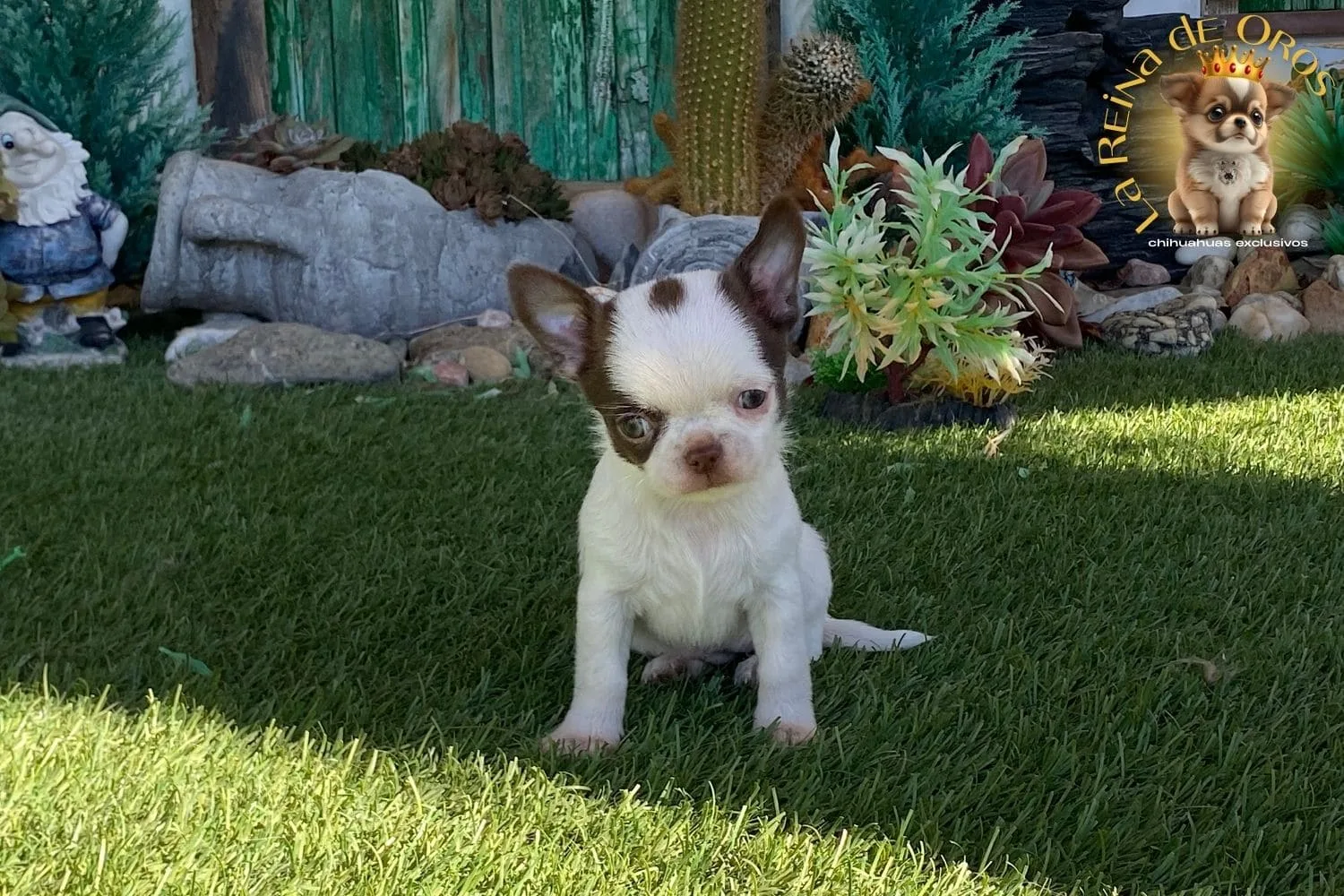 Jazmin
