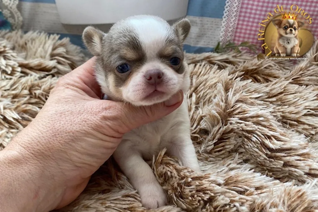 Cachorro Chihuahua Lamine de La Reina de Oros 4 cachorro chihuahua lamine miniatura